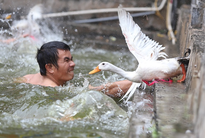 Người dân hò hét bắt vịt ở hội làng Vạn Phúc